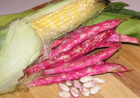 fresh corn and beans