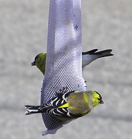 spring goldfinches