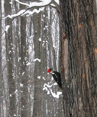 pileated woodpecker