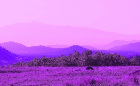 purplemnts