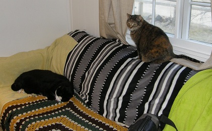 kitties in first michigan home